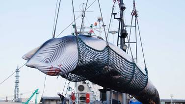 Ni pandemia frenó la caza de ballenas en islas de Dinamarca