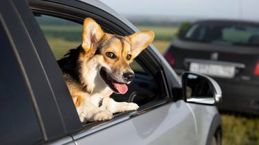 ¿Viajará en Semana Santa con el perro en el carro? Ojo a lo que dice la ley al respecto 