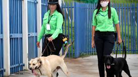 Dos perros policías se salvaron de la muerte por una nariz