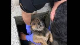 (Video) Rescatan a perrito atrapado en alcantarilla en medio de un allanamiento
