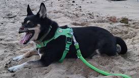 Duke, el perrito símbolo contra maltrato animal, tiene epilepsia