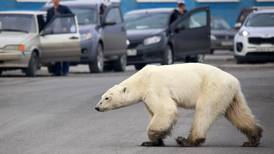 Aumenta el canibalismo entre los osos polares