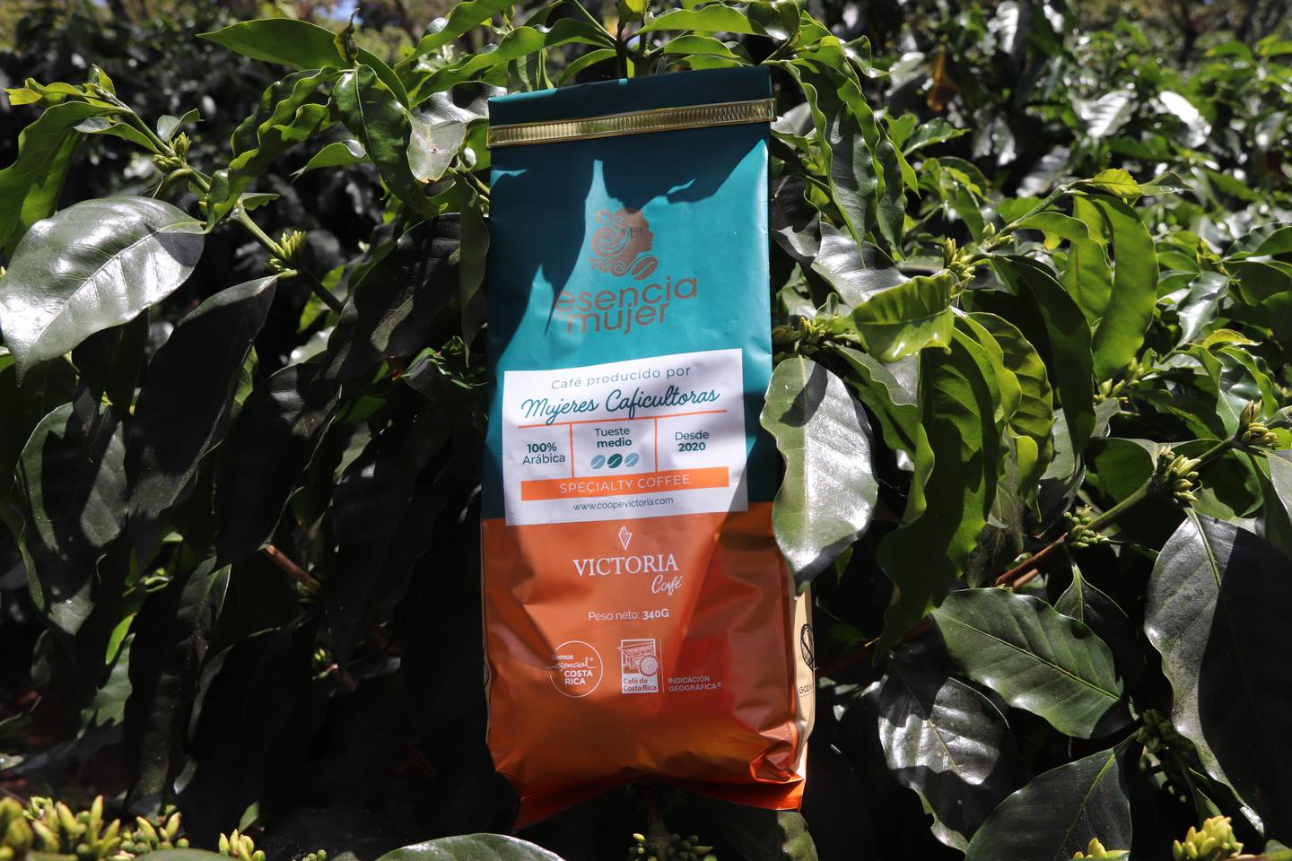 De las faldas del Volcán Poás y en los alrededores de Grecia en Alajuela, son las 34 mujeres caficultoras que unieron sus fuerzas para cultivar y recolectar café con calidad de exportación, la marca es Café Esencia de Mujer
