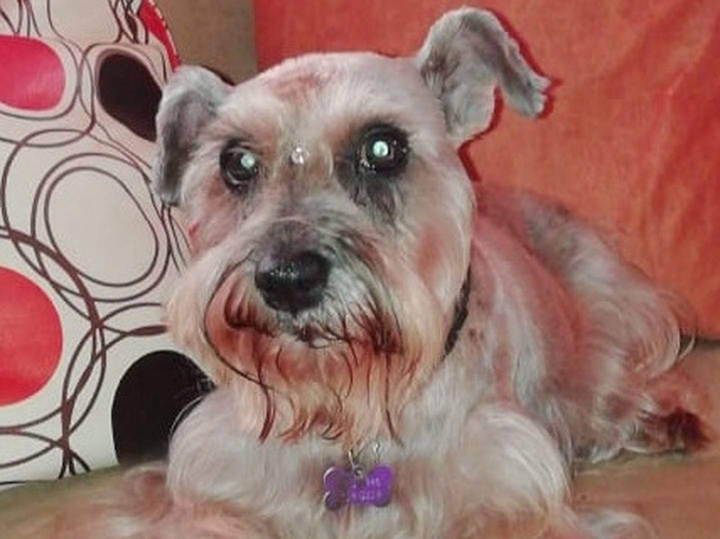 Kira, perrita de raza Schnauzer que se perdió el 16 de octubre en Peñas Blancas de San Ramón. Foto Daniela Salas.