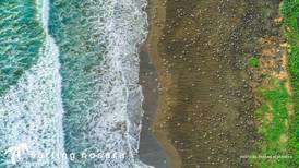 Playa guanacasteca explotada de tortuguitas