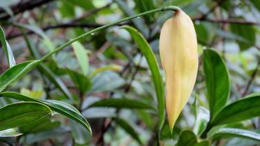 Descubren dos nuevas especies de plantas en la isla del Coco