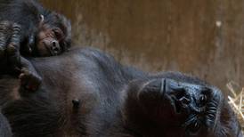 Video:  Bebé gorila hace sus primeras monadas en Boston