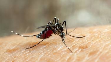 ¿Sabe cómo se transmite el dengue? País está en alerta por esa enfermedad   