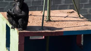 Cecilia, chimpancé que venció a la ley, ahora lucha contra la depresión