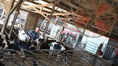 Vacas “frías” para que no baje la producción de leche