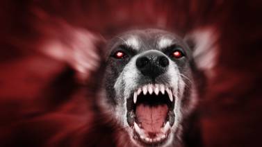 Serie de espanto: Perro negro con ojos como brasas se deja ver en Barva