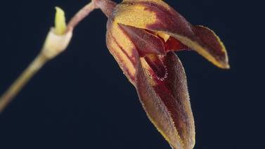 UCR descubre dos nuevas especies de orquídeas