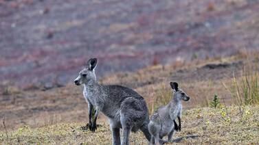 Canguro “asesino” sorprende en Australia 