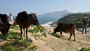 Senderistas se pasean en el mundo de las vacas salvajes de una isla de Hong Kong