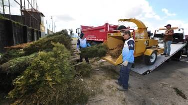 Municipalidades recibirán árboles de Navidad