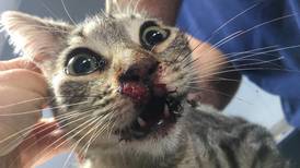 Veterinarios de la UNA operaron a gatito que tenía anzuelos incrustrados