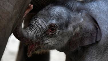 Confinamiento de humanos da un respiro a los elefantes asiáticos 