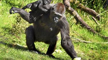 Descubra qué es la caminata del gorila, el ejercicio que arrasa en el mundo