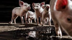 Crean cerdos cuyos órganos podrán ser usados para trasplantar a humanos