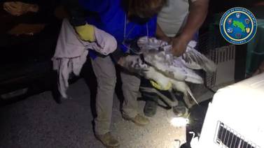 Policías y finquero rescatan a cigüeña con pata fracturada 