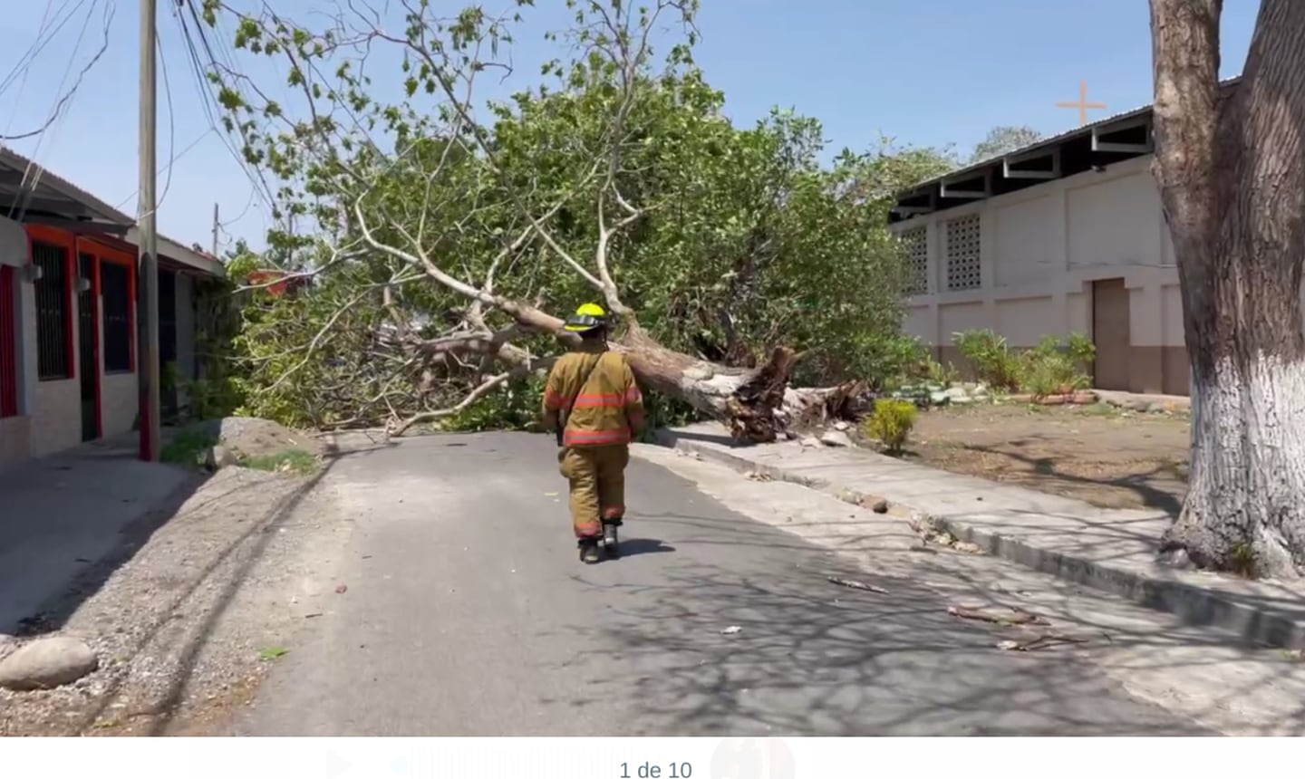 En Chacarita de Puntarenas cayó un árbol debido a los fuertes vientos. Foto: Bomberos