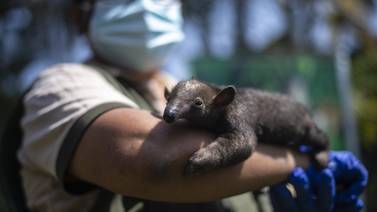 Un oso hormiguero bebé es el símbolo de un zoo que sufre crisis alimentaria por el coronavirus