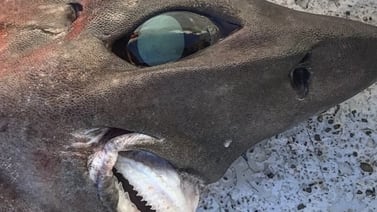 Un extraño tiburón horrorizó a todos con su aspecto  