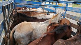 Policías decomisaron 15 caballos con úlceras, gusaneras y garrapatas