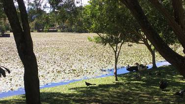 (Video) Lirios de agua dejan sin casa a los patitos en la Laguna doña Anacleto