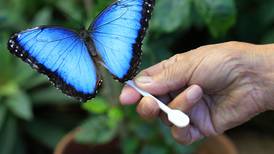 ¿Es amante de las mariposas? Explore estos espacios naturales en San José
