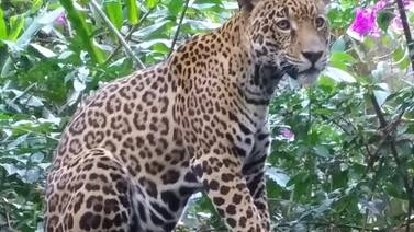 Jaguar que se quedó sin mamá en el huracán Otto vive chineado en el Zooave