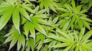
Cientos se postulan para puestos de probar marihuana en Canadá
