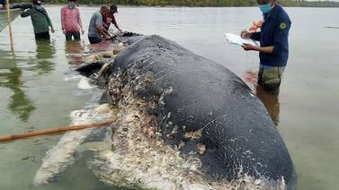 Muere cachalote en Indonesia que tenía 6 kilos de plástico en el estómago