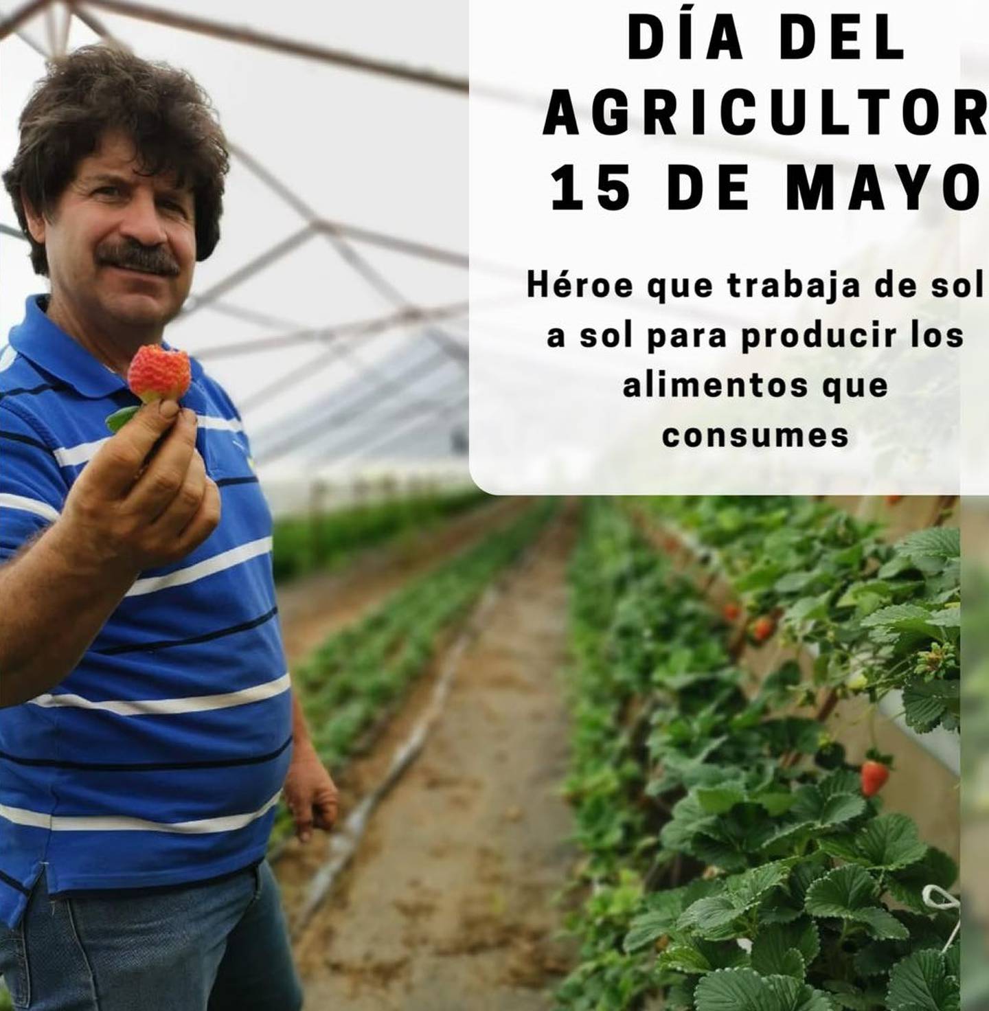 Don Henry Arroyo Núñez desde hace más de treinta años es agricultor. Cultiva fresas. Cuando su hijo, Abelardo Arroyo Vargas, nació hace 22 años, sabía que le enseñaría el noble oficio de la agricultura