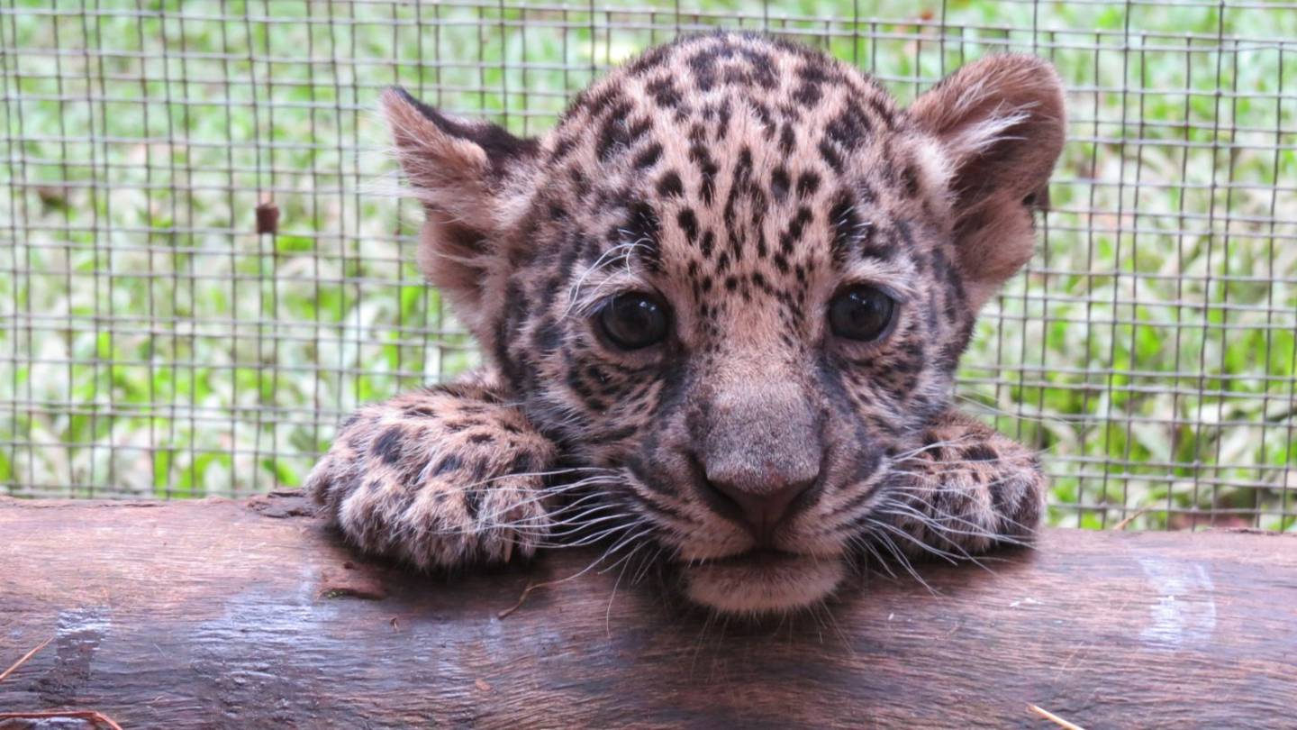 Guapo, el jaguar de Rescate Animal Zoo Ave. Foto cortesía Ronald Sibaja.