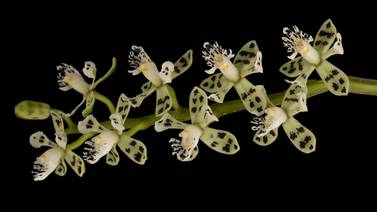 ¡Qué orgullo! Descubren 20 nuevas especies de orquídeas en Costa Rica (video)