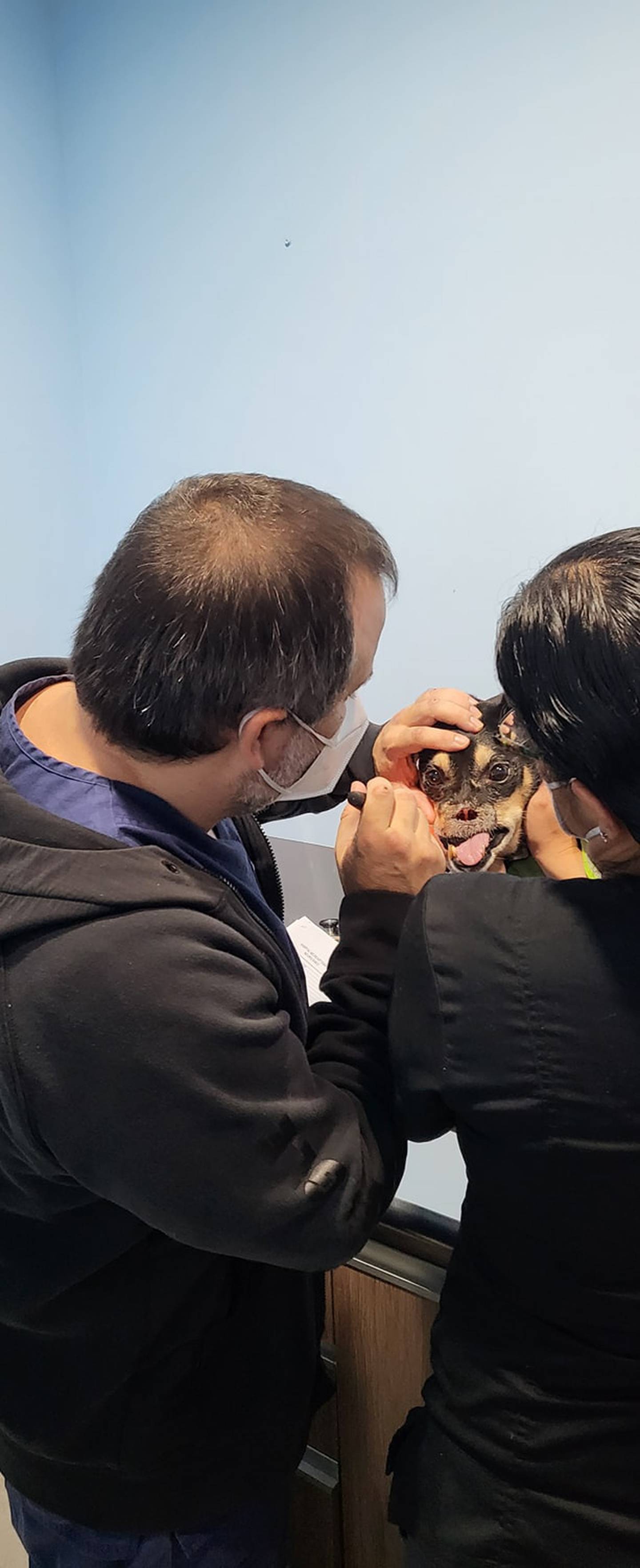 Al zaguatico Duke, símbolo del maltrato animal desde el 2016, se le desarrolló epilepsia, confirmaron los especialistas de la veterinaria Neurovet, después de varios exámenes que le realizaron