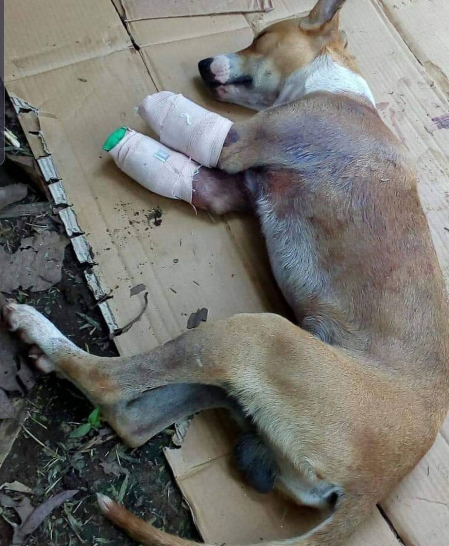Dueño de perro que perdió sus patas delanteras por una motoguadaña pide ayuda para conseguir unas prótesis. Foto Edgar Chinchilla.