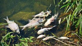 Encuentran miles de peces muertos entre Alemania y Polonia