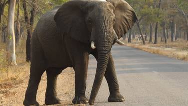 Presidente africano amenaza con llenar de elefantes a Alemania