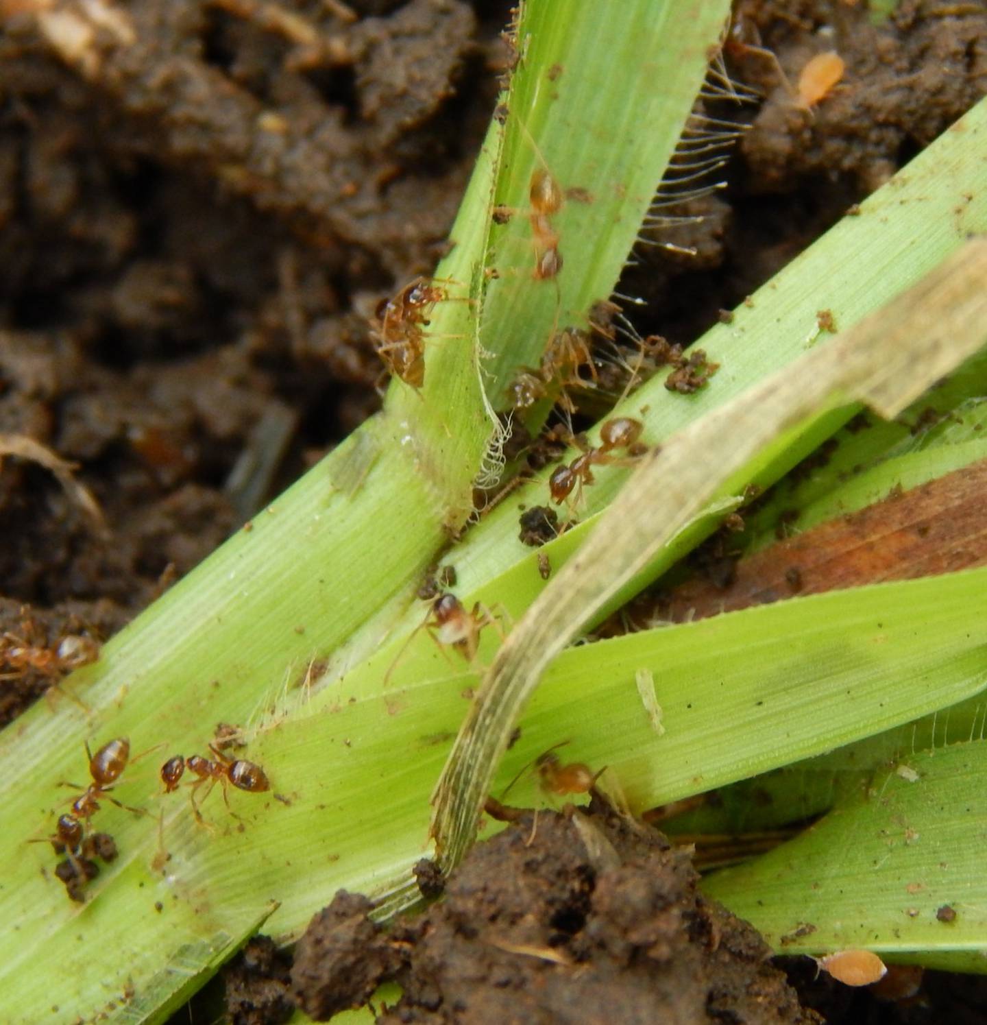 El Servicio Fitosanitario del Estado (SFE), del Ministerio de Agricultura y Ganadería (MAG), está alertando sobre la especie invasora conocida como “Hormiga loca”