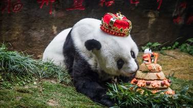 China llora la muerte de la panda Basi