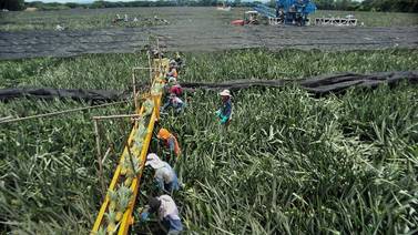 Defensoría pide prohibir uso de peligroso herbicida 