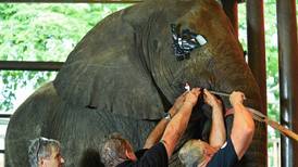 Veterinarios hacen un MacGyver para curar dientes de elefantes