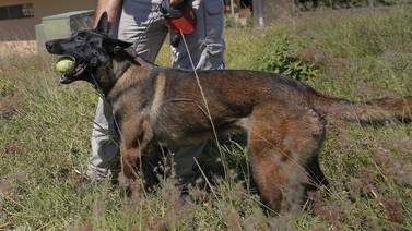 Pensionan a tres perros que participaron en investigaciones del OIJ 