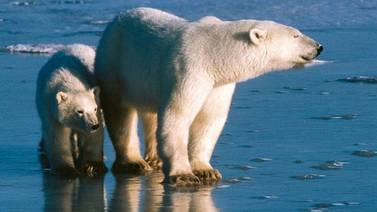 Osos polares del norte de Canadá mueren a un ritmo acelerado