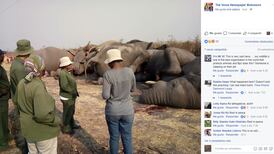 (Video) Elefante golpea poste eléctrico y termina matando a toda su manada