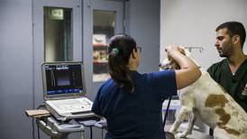 Hospital veterinario de la UNA atenderá emergencias durante Semana Santa en horario especial 