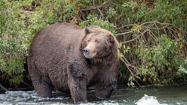 ¡Escándalo! Intento de fraude en concurso  del oso más gordo en Alaska