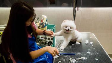 Baño de leche y manicura, los perros en Hong Kong son tratados como reyes